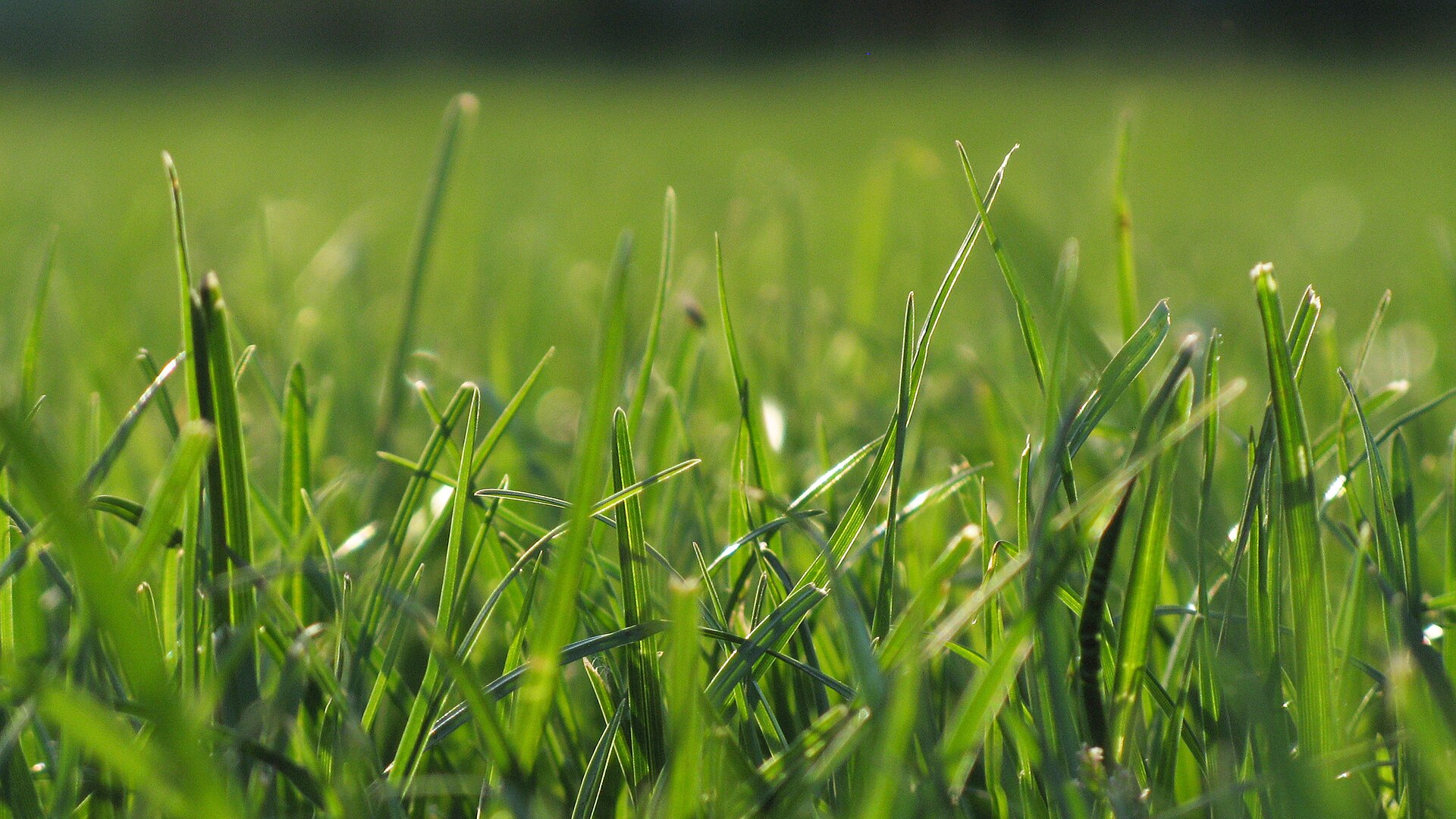 Grass on a football pitch